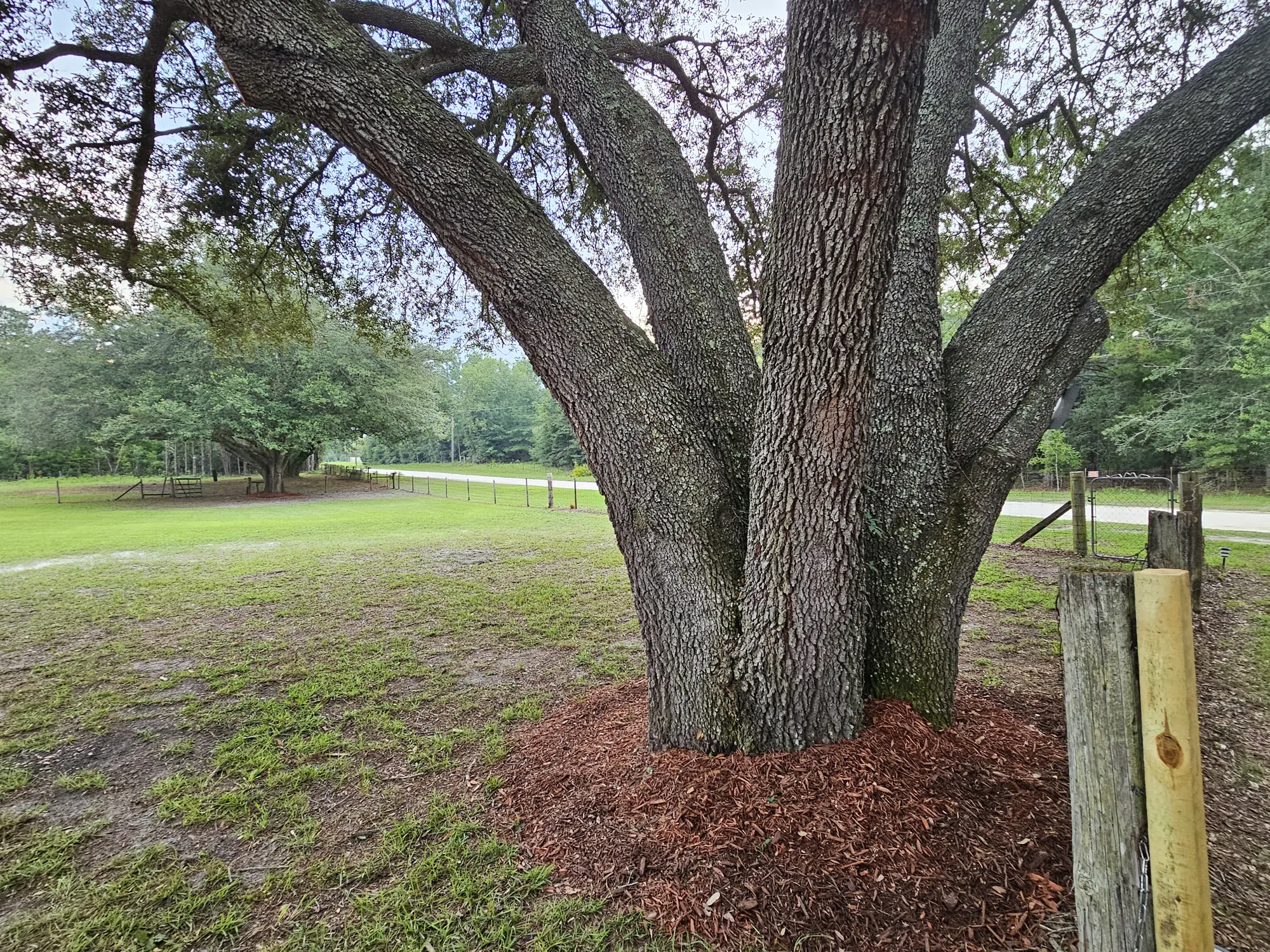Mature live oak being preserved on a cleared rural Florida property