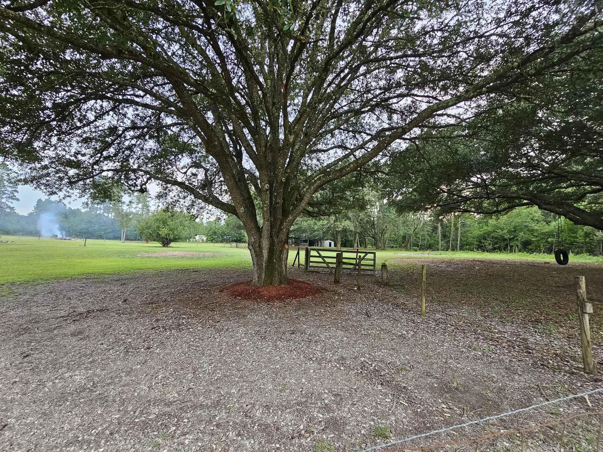 Trees cleared with care on a rural Florida lot