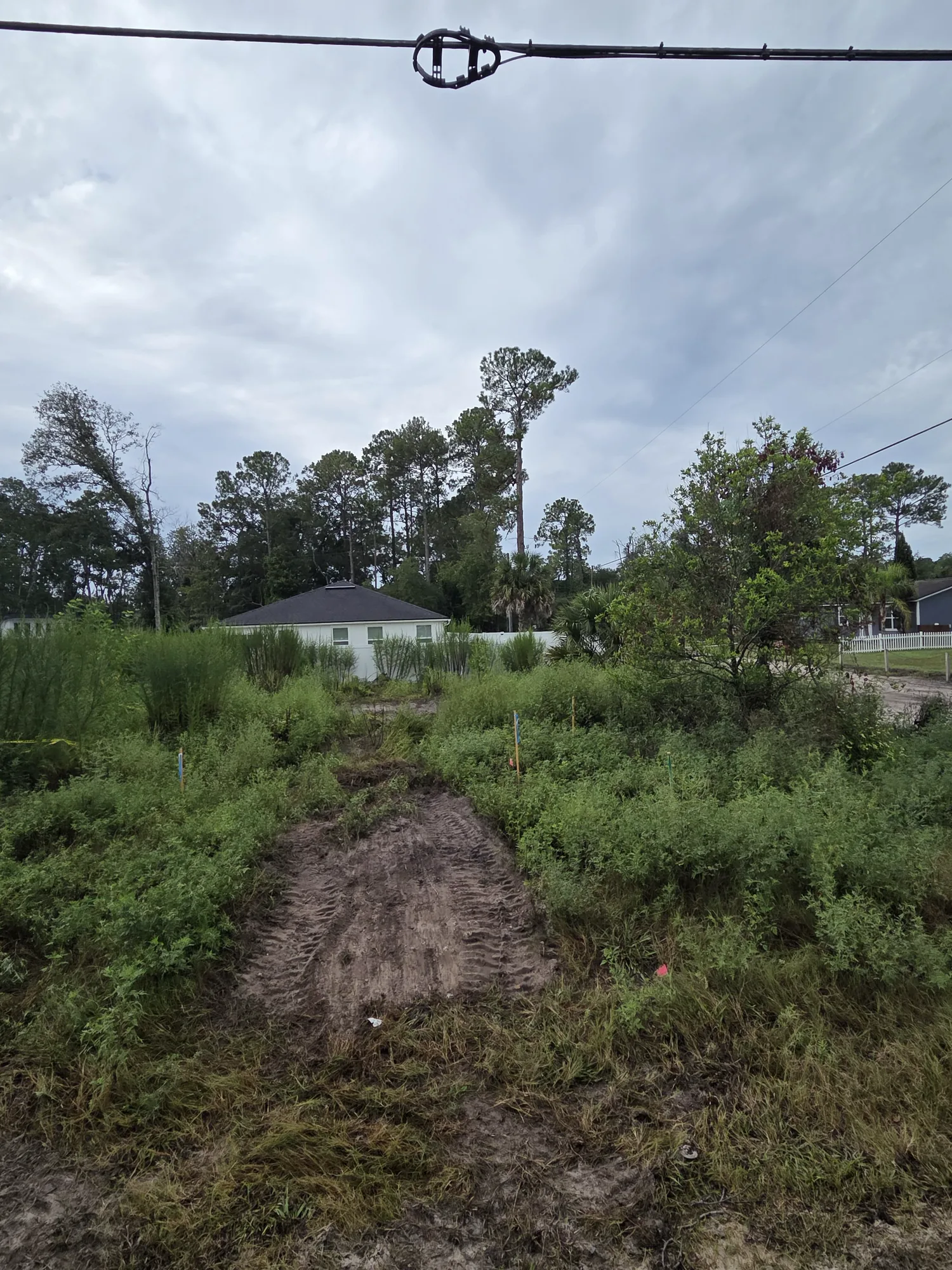 Overgrown North Florida lot before brush clearing and site prep