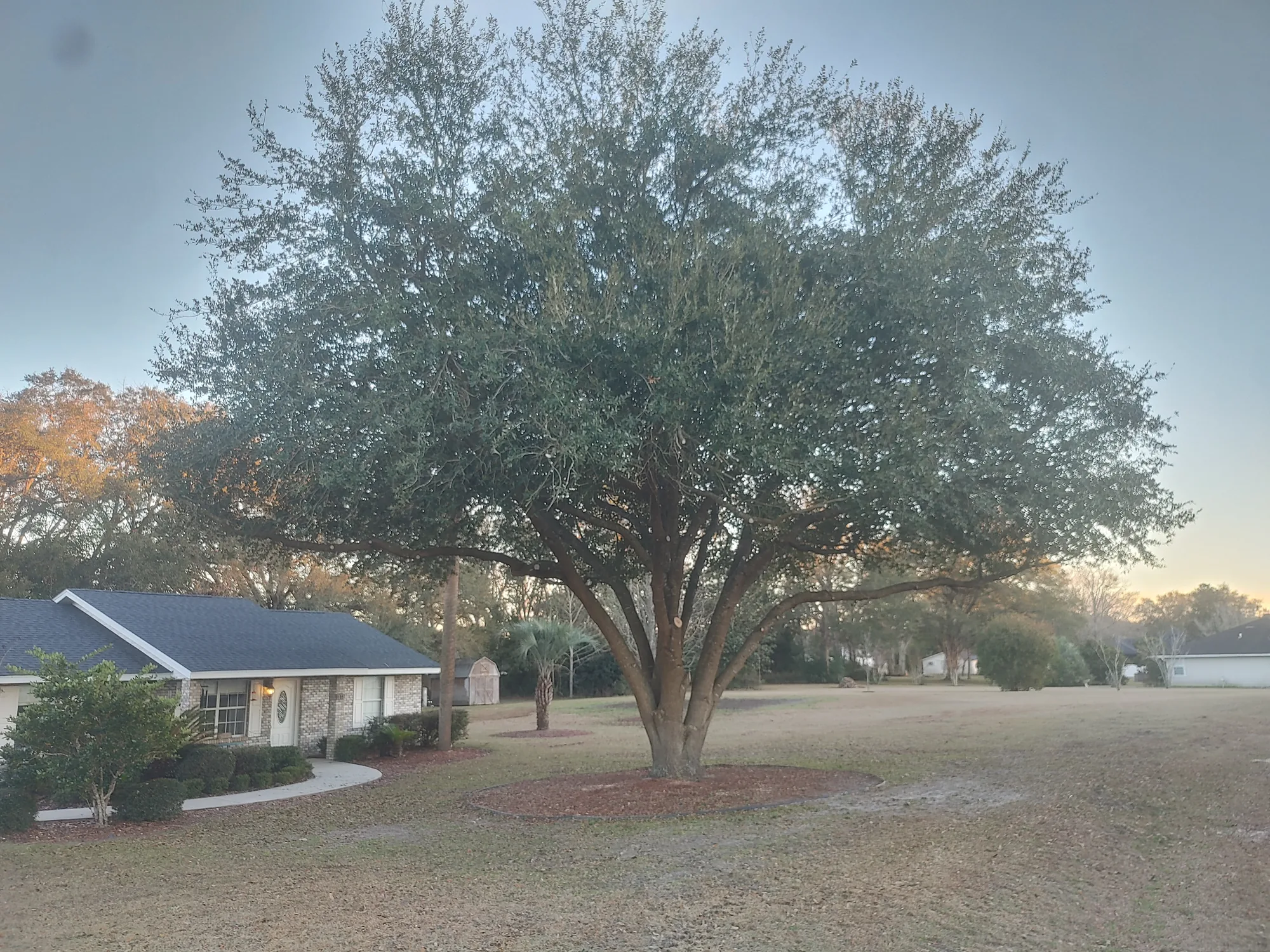 Hazardous Tree Removal by Sunshine Site Prep on a North Florida property