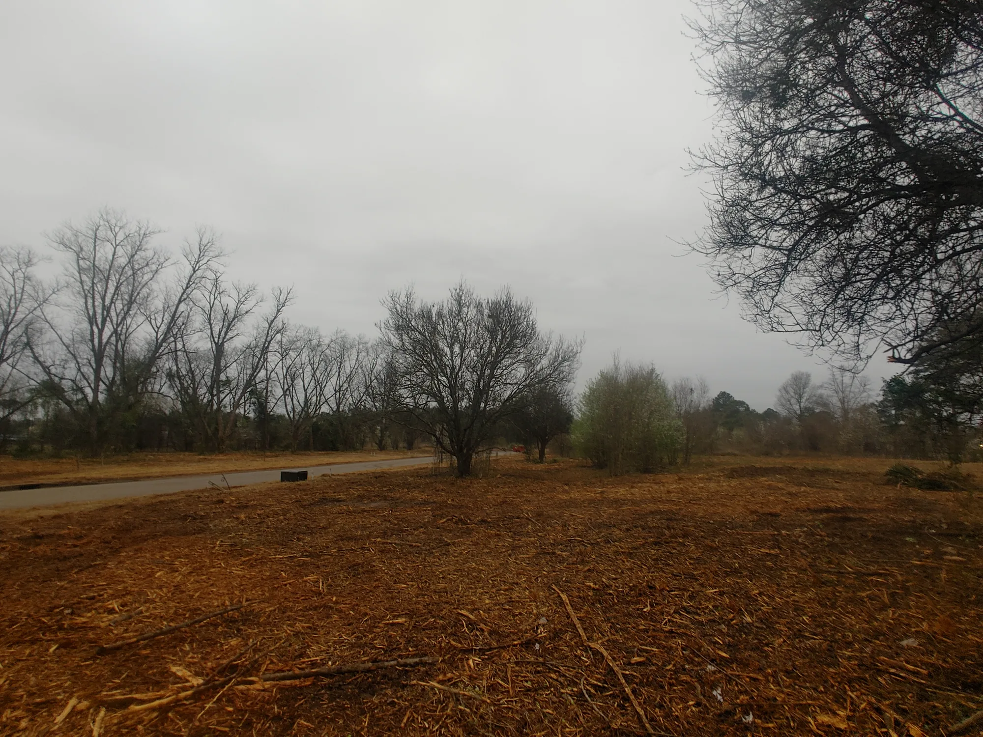 Tree Removal by Sunshine Site Prep on a North Florida property