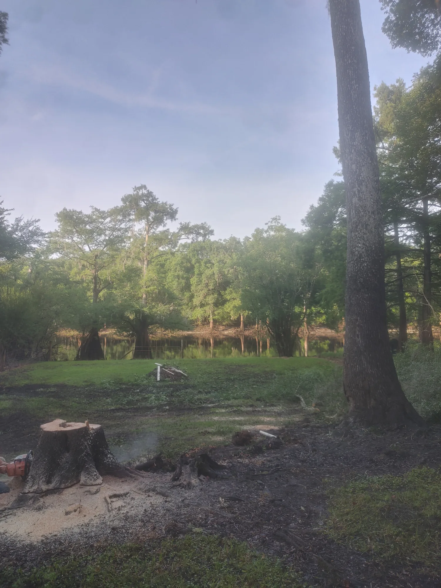Crane Tree Removal by Sunshine Site Prep on a North Florida property