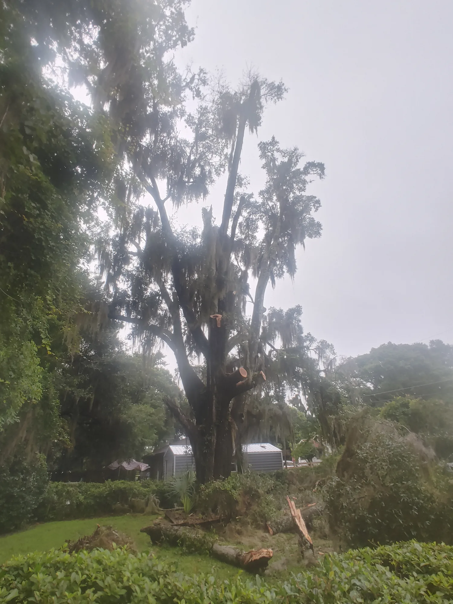 Tree & Storm Cleanup by Sunshine Site Prep on a North Florida property