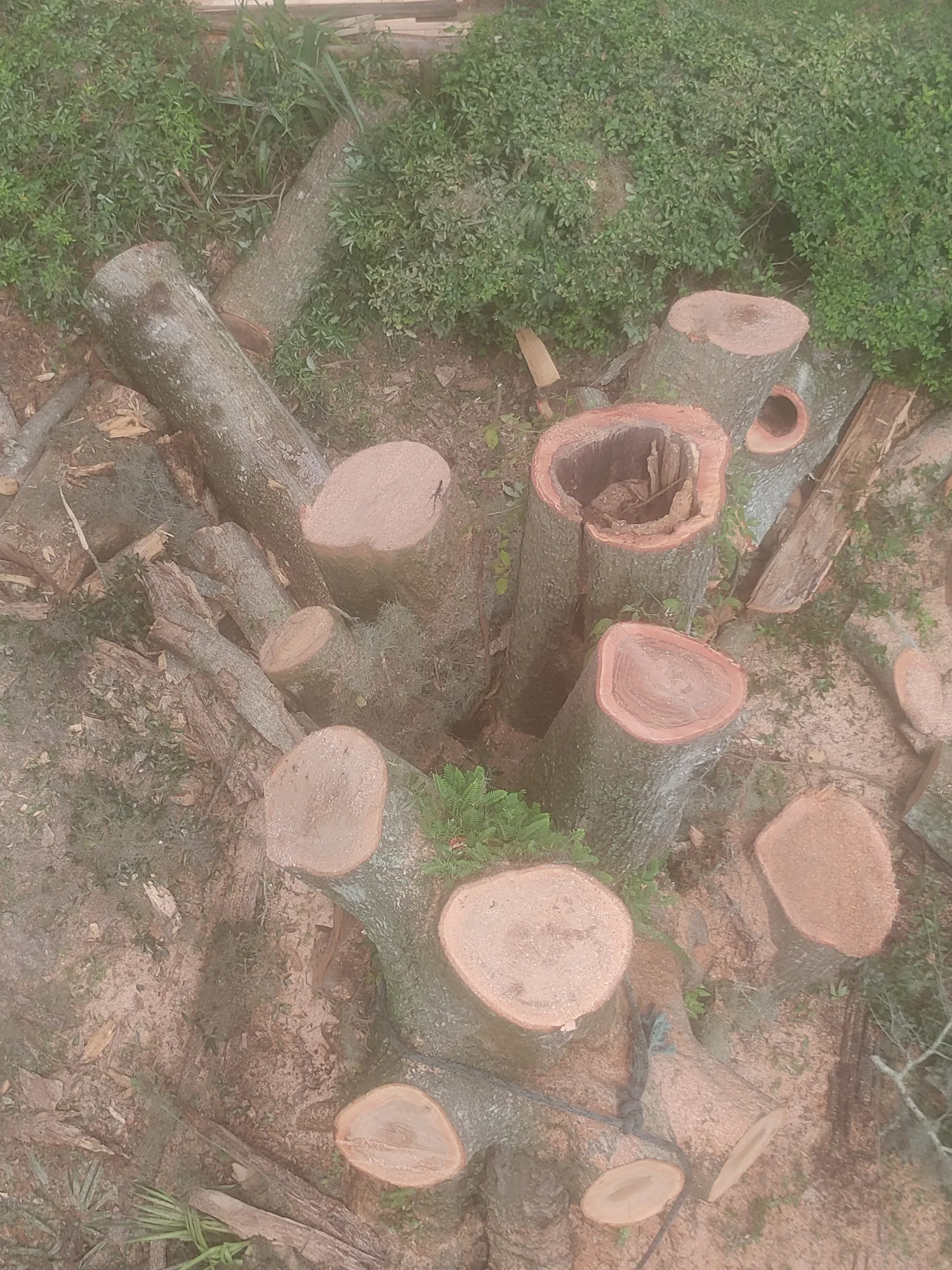 Debris Removal by Sunshine Site Prep on a North Florida property