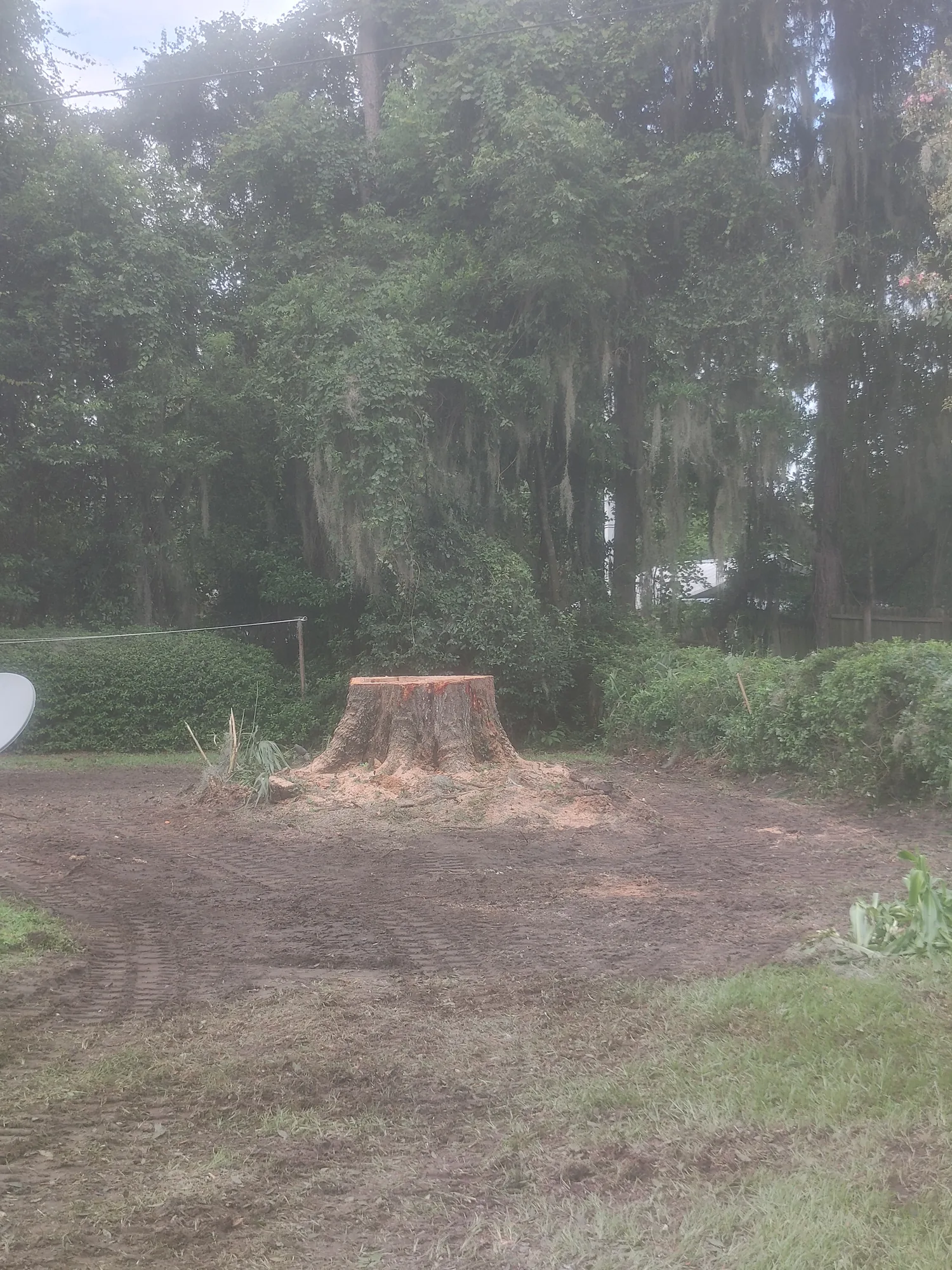 Crane Tree Removal by Sunshine Site Prep on a North Florida property