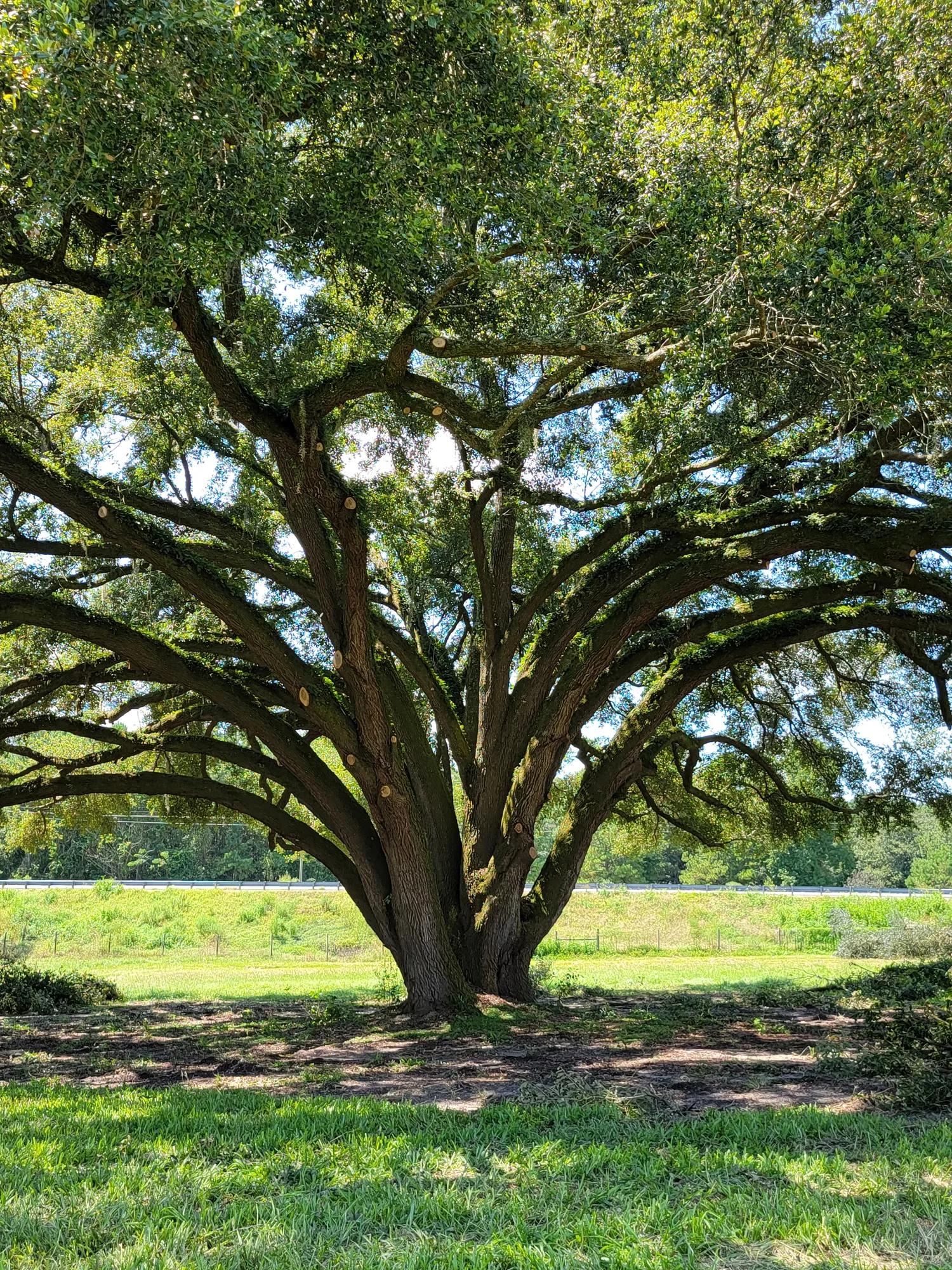 Tree Removal by Sunshine Site Prep on a North Florida property