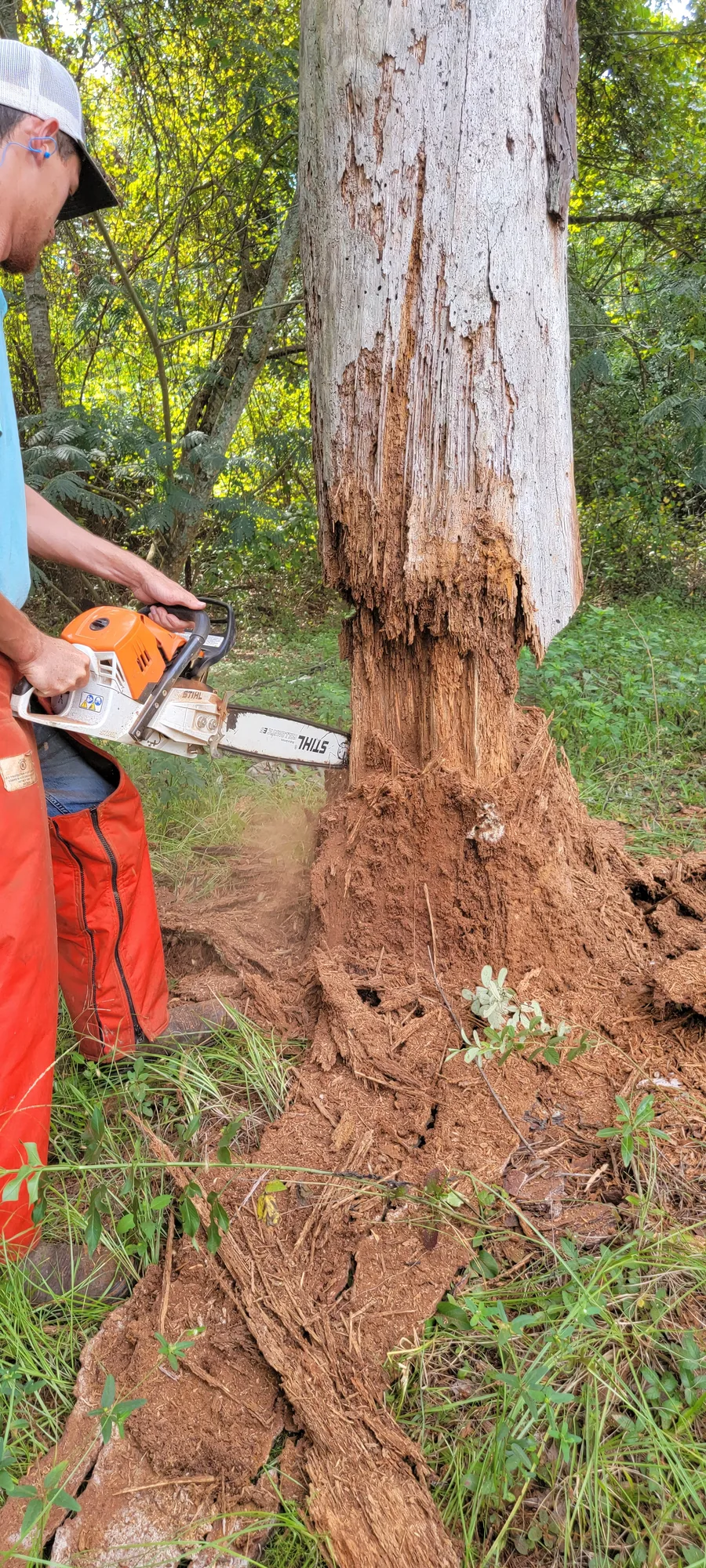 Tree Removal by Sunshine Site Prep on a North Florida property