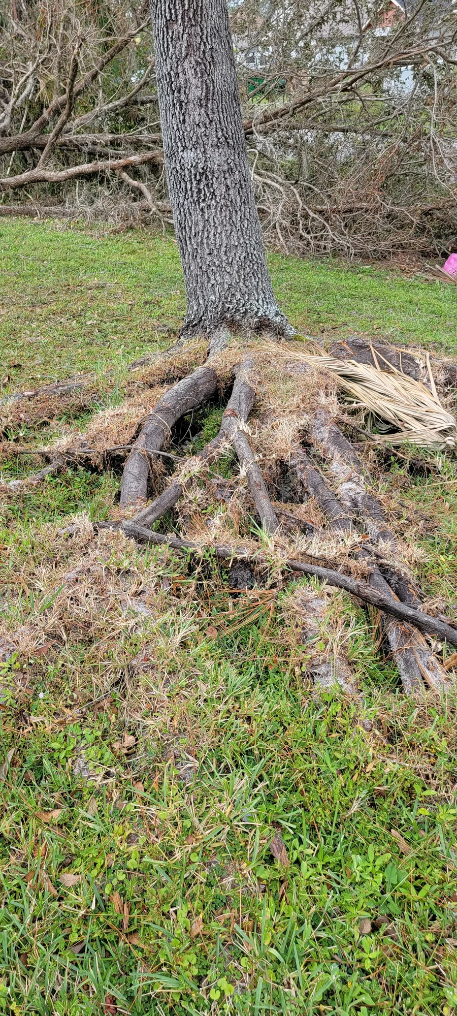 Storm Cleanup by Sunshine Site Prep on a North Florida property