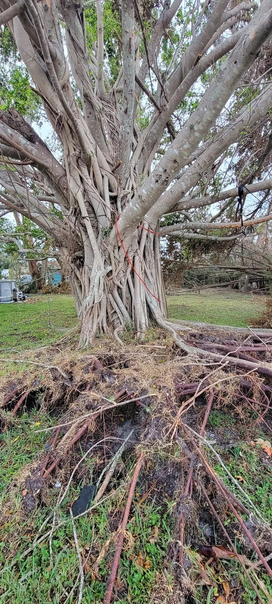 Hazardous Tree Removal by Sunshine Site Prep on a North Florida property