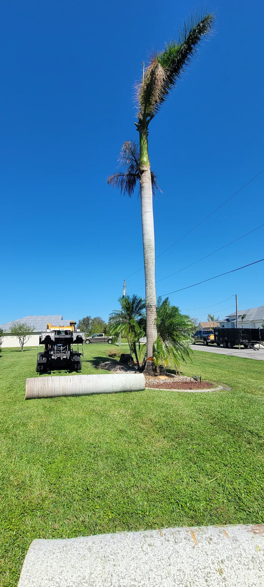 Crane Tree Removal by Sunshine Site Prep on a North Florida property