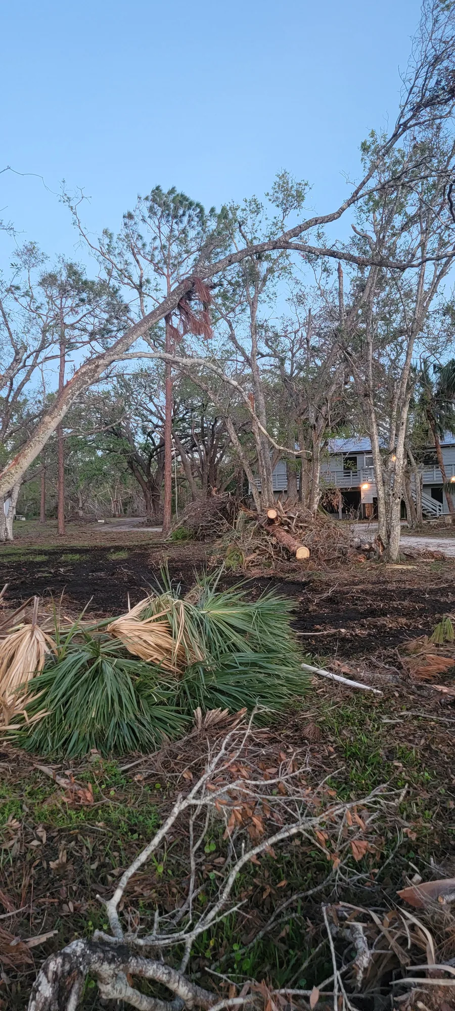 Fallen Tree Cleanup by Sunshine Site Prep on a North Florida property